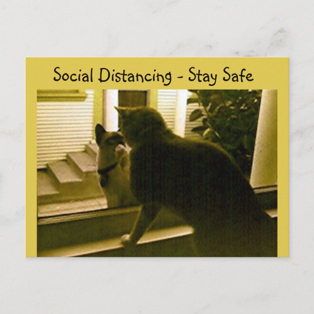 Vykort - Social Distans Katter (Framsida)