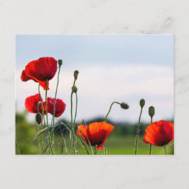 Vykort - Solbelysta vilda vallmor