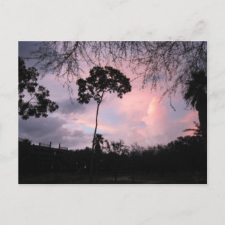 Vykort: Solnedgångvärld Florida Vykort