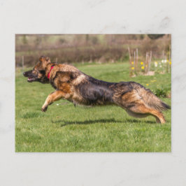 vykort som har lämnat den tyska Shepherd Hund Alsa