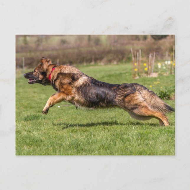 vykort som har lämnat den tyska Shepherd Hund Alsa (Framsida)