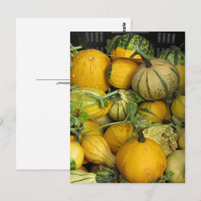Vykort - Sommar squash (Fram/baksida)