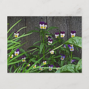 vykort, "SÖT LITTLE VIOLAS" Vykort