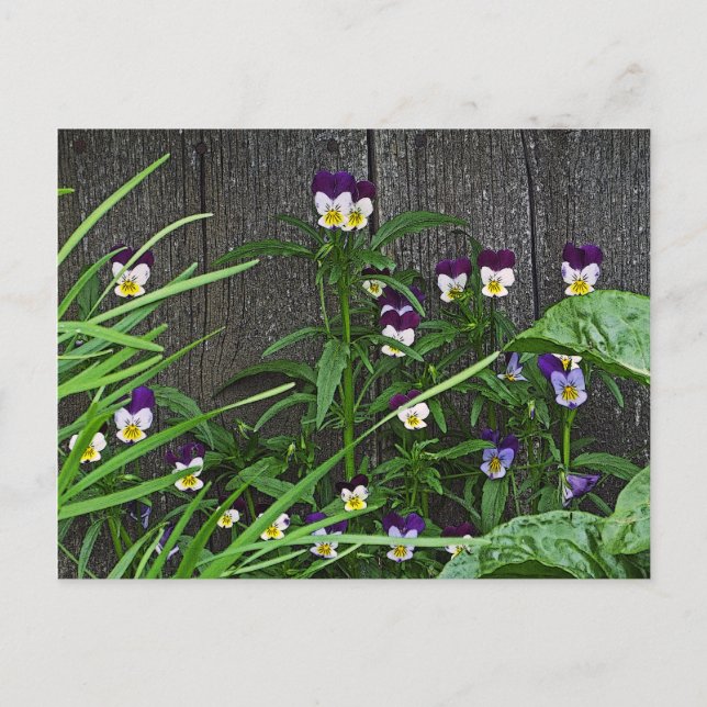 vykort, "SÖT LITTLE VIOLAS" Vykort (Framsida)