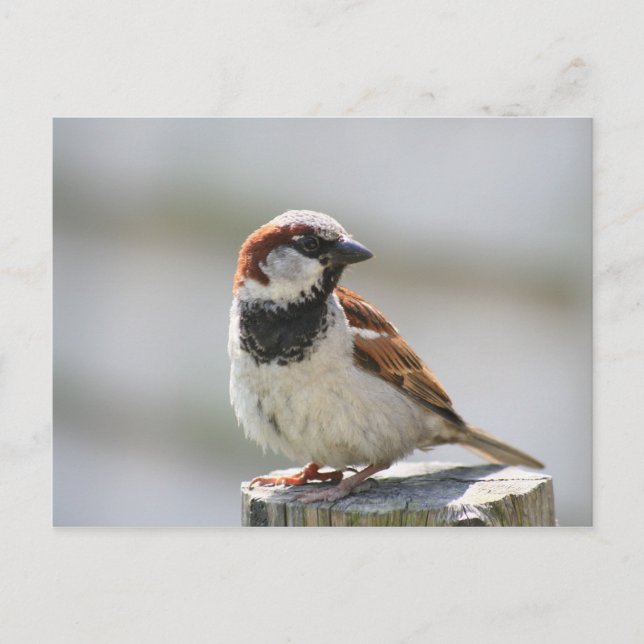 vykort: Sparrow Vykort (Framsida)