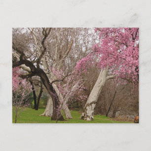 VYKORT - Springtime i Chico, CA