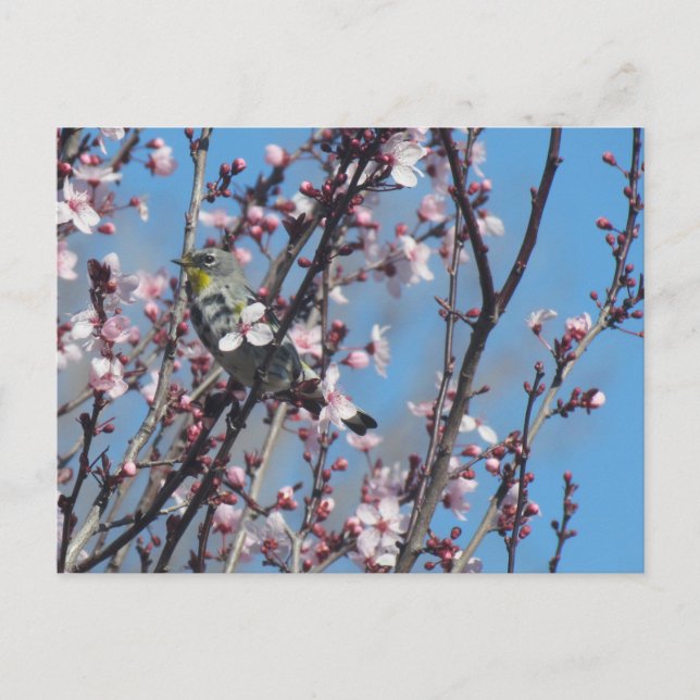 vykort - Springtime Sparrow (Framsida)