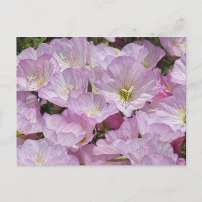 Vykort - Stängning av Primrose (Framsida)