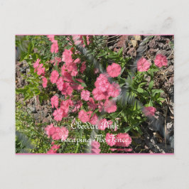 Vykort, Storlek: Standard vykort, Papper: Matt, Vykort