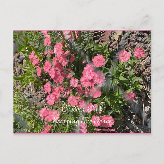 Vykort, Storlek: Standard vykort, Papper: Matt,  Vykort (Framsida)