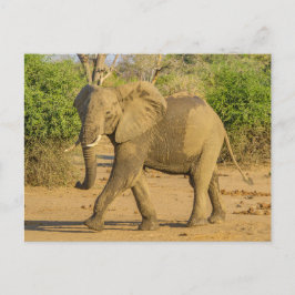 vykort - Strending Elephant in Zambia