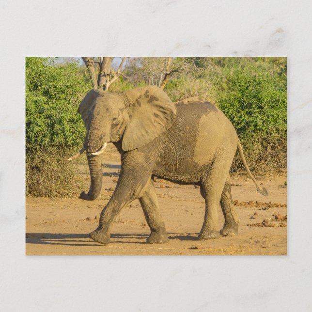 vykort - Strending Elephant in Zambia (Framsida)
