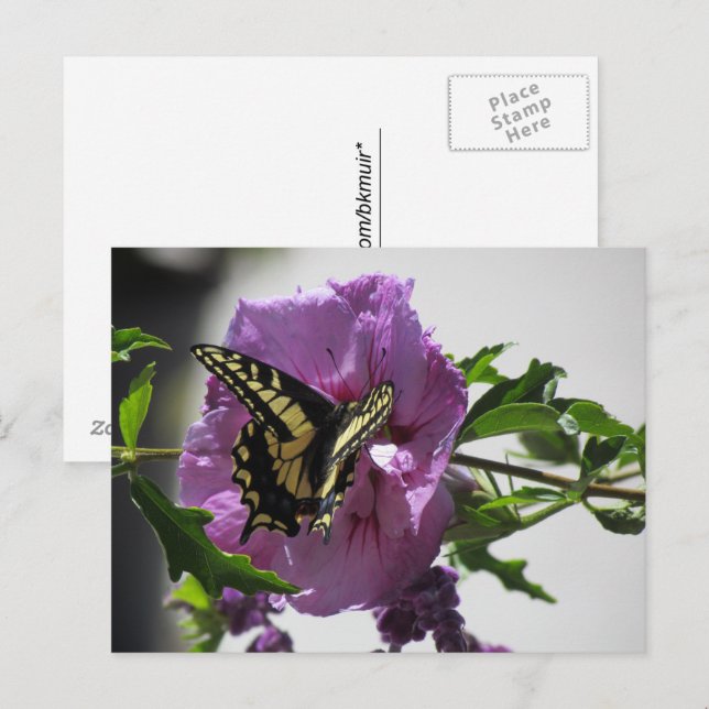 Vykort - Svalstjärtfjäril på blomning (Fram/baksida)