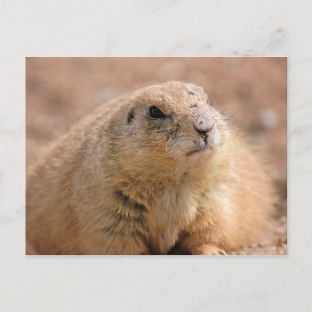 vykort: Svart Prairie Hund Vykort (Framsida)