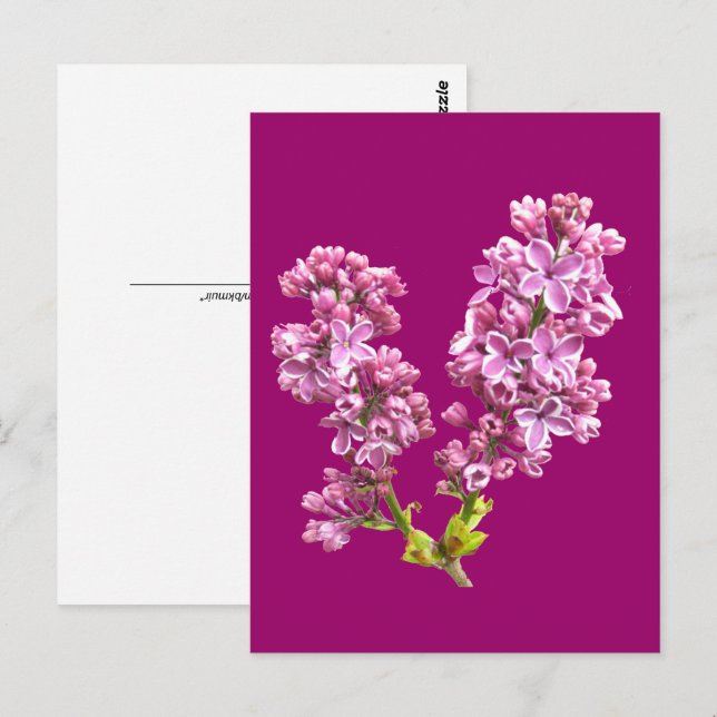 Vykort - Syrenblommor (Fram/baksida)