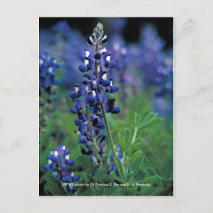 vykort / Texas Bluebonnet