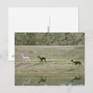 Vykort – Tre Alpaca
