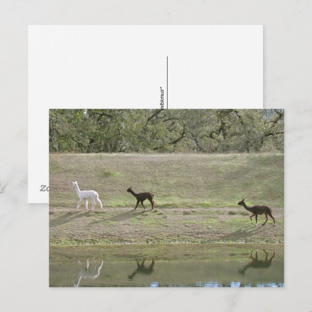 Vykort – Tre Alpaca (Fram/baksida)