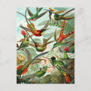 vykort: Trochilidae ("Hummingbird") från Haeckel Vykort