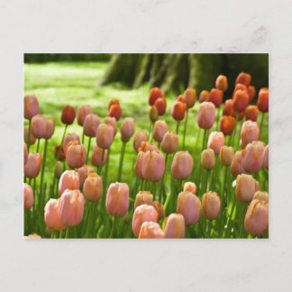 Vykort | Tulpen Postkarte