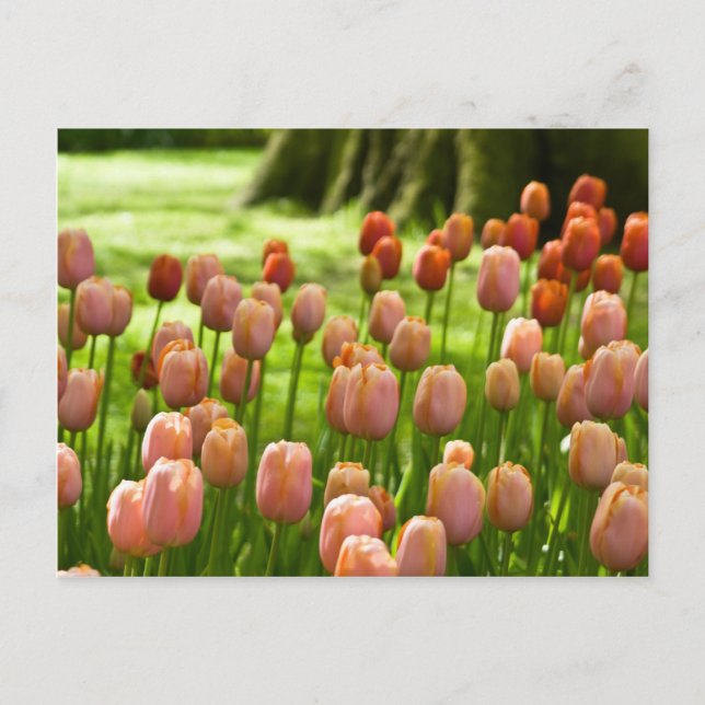 Vykort | Tulpen Postkarte (Framsida)