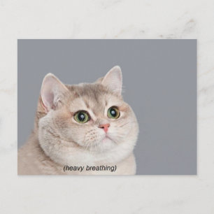 Vykort Tungt Andande Katt Meme