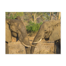 vykort - två manliga afrikanska elefanter i Zambia