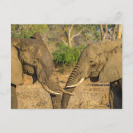 vykort - två manliga afrikanska elefanter i Zambia