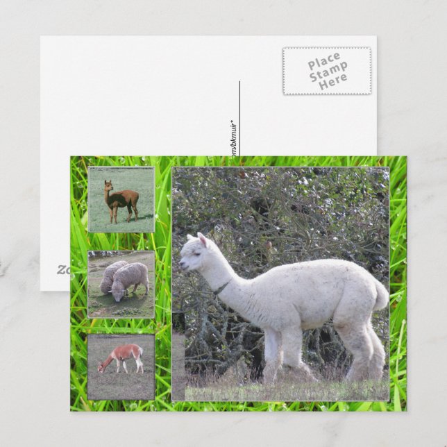 Vykort - Ull på hövdjur (Fram/baksida)