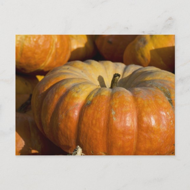 Vykort:  Underbar Pumpkin Vykort (Framsida)