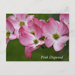 Vykort: Vågrät Dogwood Vykort