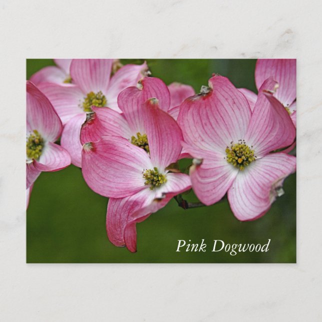 Vykort:  Vågrät Dogwood Vykort (Framsida)