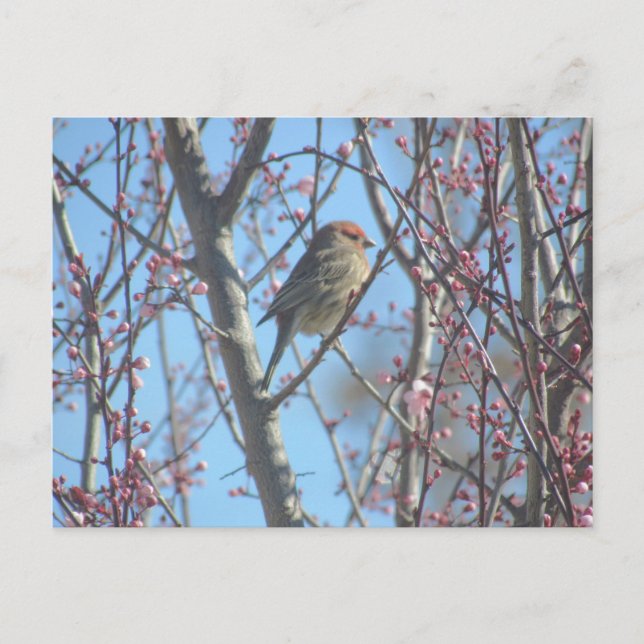 vykort - Vår Perch (Framsida)