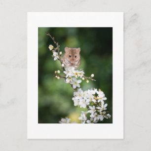 vykort - Vild Mouse som ansluter till Cherry-Blomm
