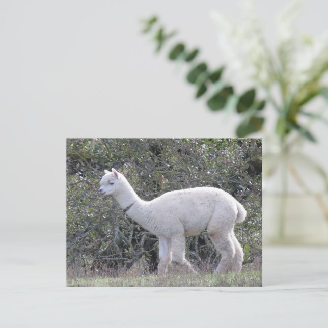 Vykort - Vit Alpaca (Stående Fram)