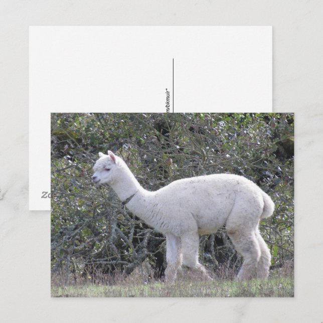 Vykort - Vit Alpaca (Fram/baksida)