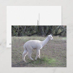 Vykort - Vit alpaca i solljus
