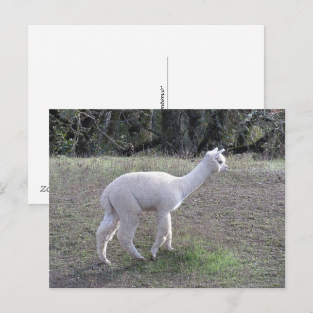 Vykort - Vit alpaca i solljus (Fram/baksida)
