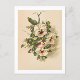 Vykort: Vita och lila penséer Vykort