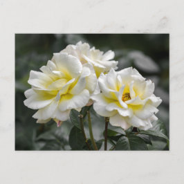 Vykort White Rose Fotografi