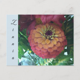 vykort - Zinnia