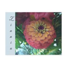vykort - Zinnia