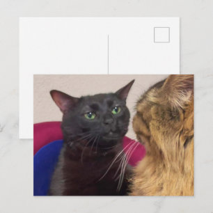 Vykort Zoned Out Cat Meme
