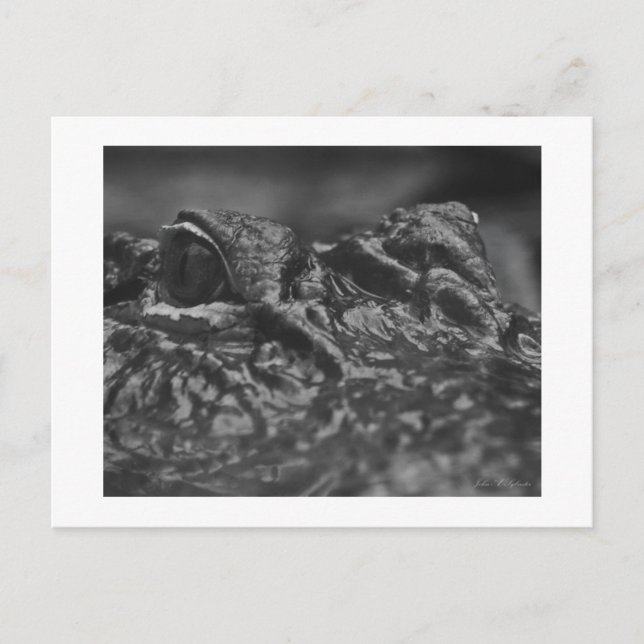 VYKORTamerikanalligator - North Carolina Vykort (Framsida)