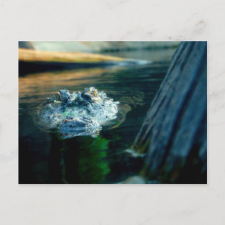 VYKORTamerikanalligator North Carolina Vykort