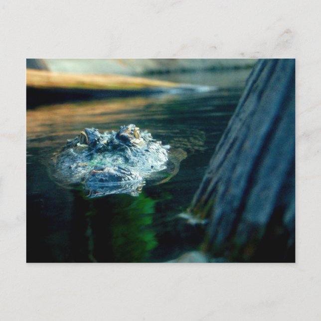 VYKORTamerikanalligator North Carolina Vykort (Framsida)