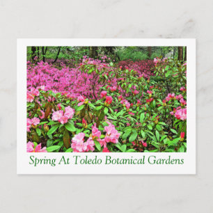 vykortAZALEAS OCH RHODODENDRON PÅ TOLEDO BOTANIC Vykort