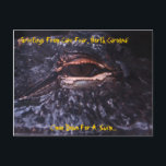 Vykorthälsningar från udd fruktar, den norr vykort<br><div class="desc">Amerikanalligatorvykort från uddskräck North Carolina - foto By: John A. Sylvester</div>