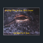 Vykorthälsningar från udd fruktar, den norr vykort<br><div class="desc">Amerikanalligatorvykort från uddskräck North Carolina - foto By: John A. Sylvester</div>