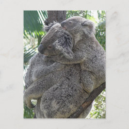 VykortKoalas QLD Australien Vykort